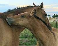 dun-w-blk-points-weanling