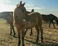 bay-dun-curly-friesian-colt