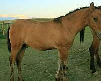 dun-w-blk-points-gypsy-vanner-horse