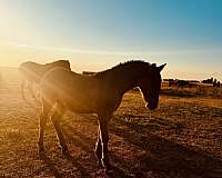 dun-w-blk-points-gypsy-vanner-weanling