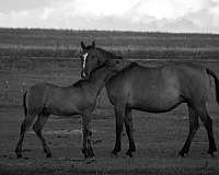 dun-colt-friesian-horse