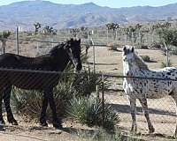 halter-friesian-horse