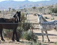 black-halter-horse