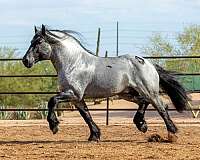 blue-roan-roan-percheron-mare-stallion