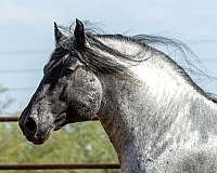 stallion-percheron-horse