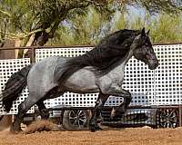 blue-roan-percheron-stallion