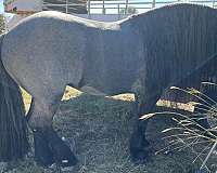 blue-roan-stallion-horse