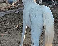 grey-miniature-mare