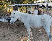 grey-mare-for-sale