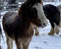 gypsy-vanner-colt