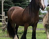 pure-gypsy-vanner-horse