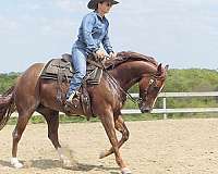 ranch-quarter-horse