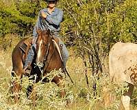 ranch-versatility-quarter-horse