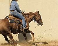 ranch-work-quarter-horse