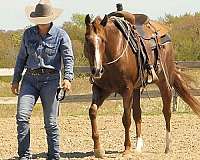 reined-cow-quarter-horse