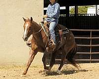 reining-quarter-horse