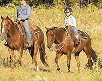 trail-quarter-horse