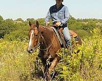 trail-riding-quarter-horse