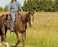 red-roan-cutting-horse