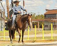 red-roan-quarter-horse-mare