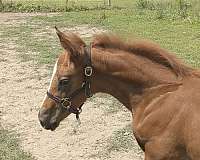 13-hand-irish-draught-colt