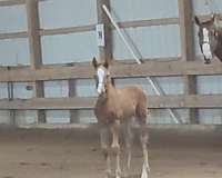 dressage-irish-draught-horse