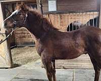 13-hand-irish-draught-colt