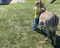 safe-miniature-donkey