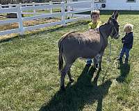 therapy-miniature-donkey