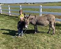 bombproof-miniature-donkey