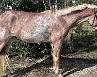 palomino-pintaloosa-pony