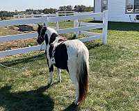 broke-to-ride-drive-miniature-pony