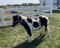 good-miniature-pony