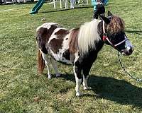 miniature-mare-pony