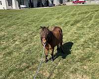 dog-miniature-horse