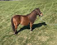 good-broke-miniature-horse