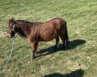 sweetheart-miniature-horse