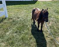 all-around-miniature-horse