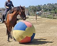 bosal-friesian-horse