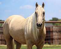 gentle-quarter-horse