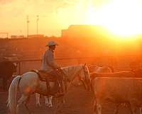 kid-safe-quarter-horse