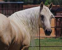 cowboy-mounted-shooting-quarter-horse