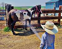 grulla-overo-cross-pony