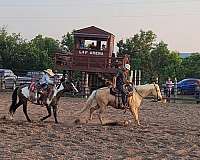 grulla-overo-pack-pony