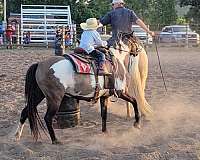 grulla-overo-pony-quarter-pony-for-sale