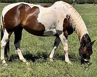 broodmare-paint-horse