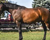 athletic-irish-draught-horse