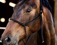 dressage-irish-draught-horse