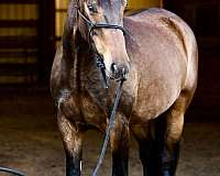 eventing-irish-draught-horse