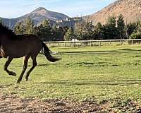 hunter-irish-draught-horse